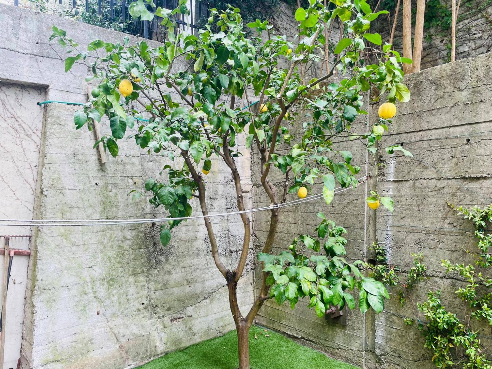 Lemon Tree Resort - Freeparking - Garden 热那亚 外观 照片
